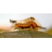 Scarce Vapourer Orgyia recens larvae